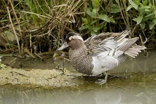 Garganey (Anas querquedula) adult male, with feathers ruffled, standing on mud spit beside water, Sussex, England, June