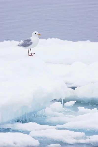 Glaucous Gull (Larus hyperboreus) adult, summer plumage, standing on iceberg, Spitsbergen, Svalbard