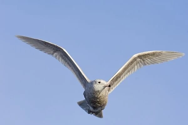 Glaucous Gull (Larus hyperboreus) immature, first winter plumage, in flight, Varanger Fjord, Northern Norway, march