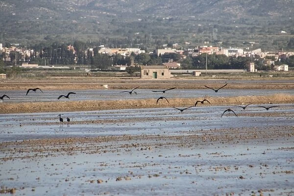 Glossy Ibis flying over Rice fields in the Ebro Delta in the Province of Tarragona in northeastern Spain