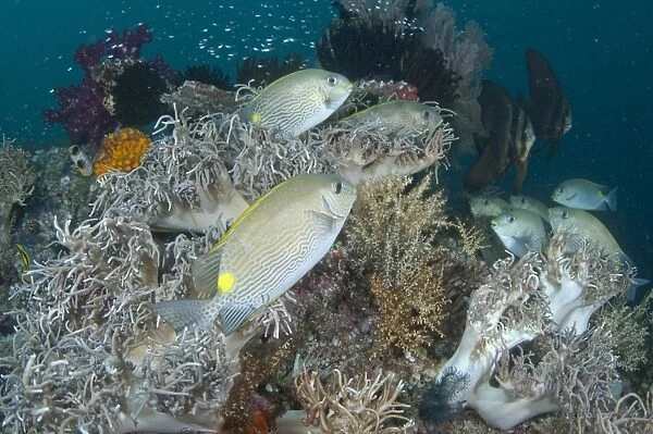 Gold-saddle Rabbitfish (Siganus guttatus) adults, school swimming amongst soft coral in reef, Mioskon, Dampier Straits, Raja Ampat, West Papua, New Guinea, Indonesia