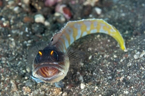 Gold-specs Jawfish (Opistognathus randalli) adult, opening mouth, resting on sand, Seraya, Bali, Lesser Sunda Islands