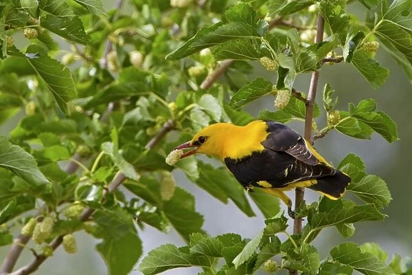 Golden Oriole (Oriolus oriolus) adult male, feeding on White Mulberry (Morus alba) fruit in tree, Extremadura, Spain, may