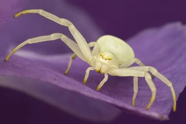 Goldenrod Crab Spider (Misumena vatia) adult female, resting on purple flower, Leicestershire, England, May