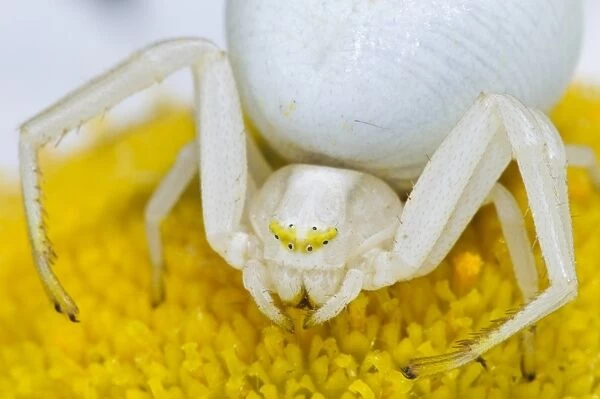 Goldenrod Crab Spider (Misumena vatia) adult female, on Ox-eye Daisy (Leucanthemum vulgare) flower, Denge Wood