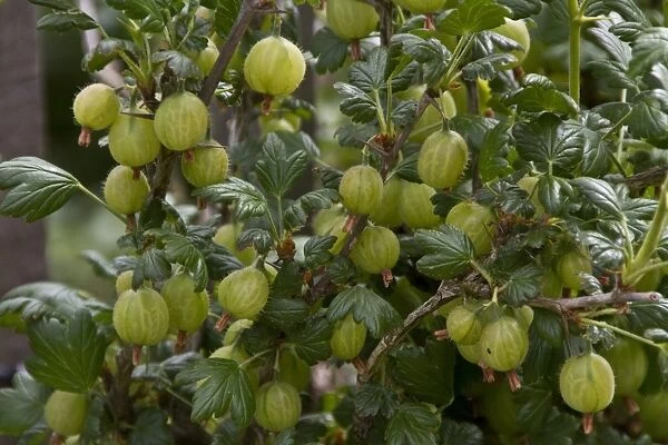 Gooseberry fruits on plant