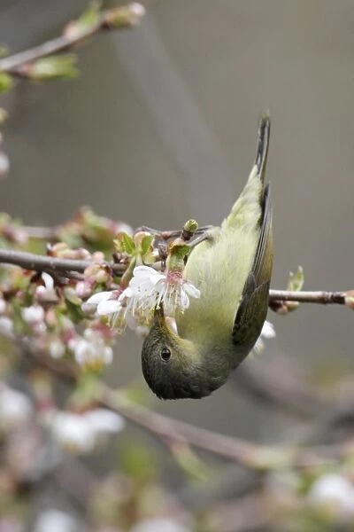 Gould's Sunbird (Aethopyga gouldiae) adult female, feeding on nectar in flowering tree, Yunnan, China, april