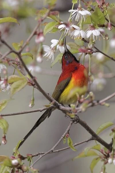 Gould's Sunbird (Aethopyga gouldiae) adult male, feeding on nectar in flowering tree, Yunnan, China, april