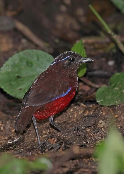 Graceful Pitta (Pitta venusta) adult, standing on forest floor, Kerinci Seblat N. P