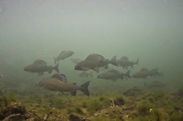 Grayling (Thymallus thymallus) adults, shoal swimming in river, River Derwent, Derbyshire, England, September