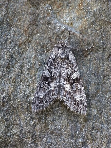 Great Brocade (Eurois occulta) adult, resting on stone, Cannobina Valley, Italian Alps, Piedmont, Northern Italy, July