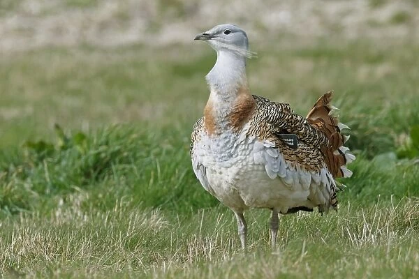Great Bustard (Otis tarda) adult male, with wing tag, standing on grass, released in reintroduction project, Wiltshire