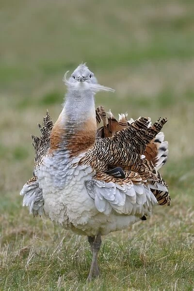 Great Bustard (Otis tarda) adult male, with wing tag, displaying on grass, released in reintroduction project