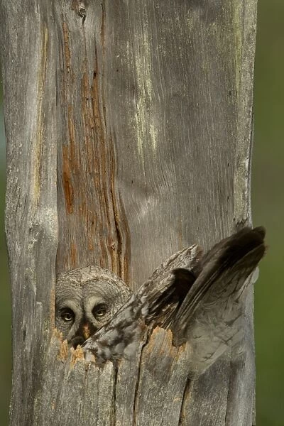 Great Grey Owl (Strix nebulosa) adult female, sitting at nest in hollow tree trunk, Finland, june