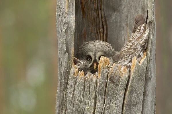 Great Grey Owl (Strix nebulosa) adult female with chick, sitting at nest in hollow tree trunk, Finland, june