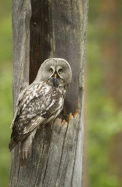 Great Grey Owl (Strix nebulosa) adult female, with vole prey in beak, at nest in hollow tree trunk, Finland, june