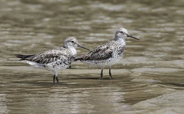 Great Knot (Calidris tenuirostris) two adults, non-breeding plumage, standing on mudflats at waterfront, Cairns