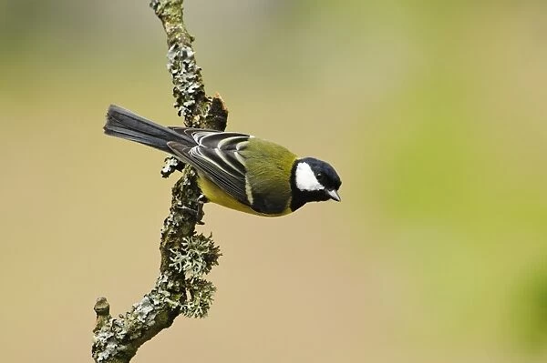 Great Tit (Parus major) adult, clinging to lichen covered twig, Gilfach Farm Nature Reserve, near Rhayader, Powys