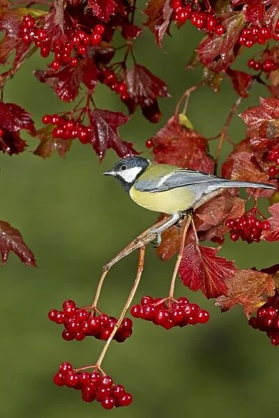 Great Tit (Parus major) adult, perched on Guelder Rose (Viburnum opulus) twig with berries, Suffolk, England, September