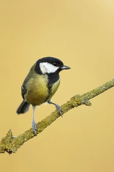 Great Tit (Parus major) adult, perched on lichen covered twig, Shropshire, England, december