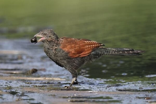 Greater Coucal (Centropus sinensis) adult, feeding on aquatic snail, walking in shallow water, Hong Kong, China