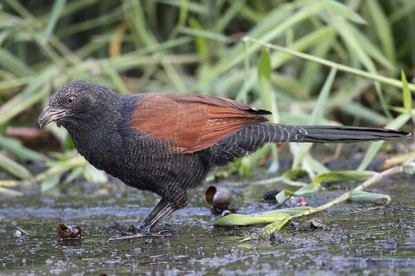 Greater Coucal (Centropus sinensis) adult, feeding on aquatic snail, standing on mud, Hong Kong, China, October