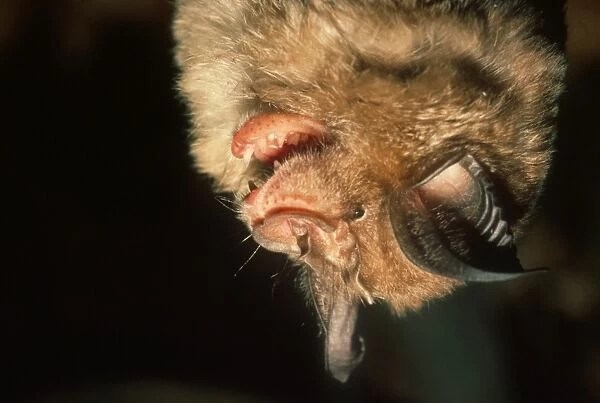 Greater Horseshoe Bat (Rhinolophus ferrumequinum) adult, close-up of head, in hibernation, Italy