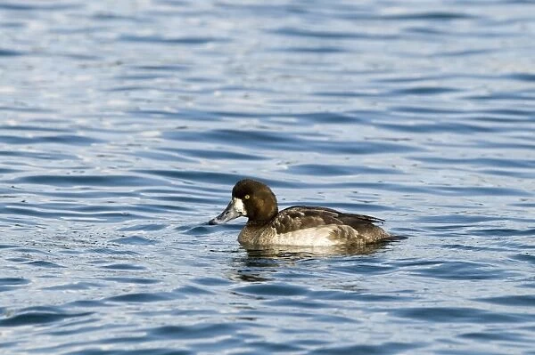 Greater Scaup (Aythya marila) adult female, diving sequence (one of four), Hokkaido, Japan, winter