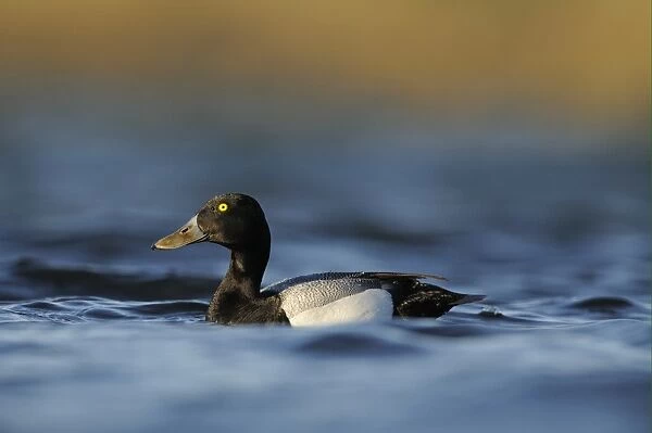Greater Scaup (Aythya marila) adult male, breeding plumage, swimming, Iceland, June