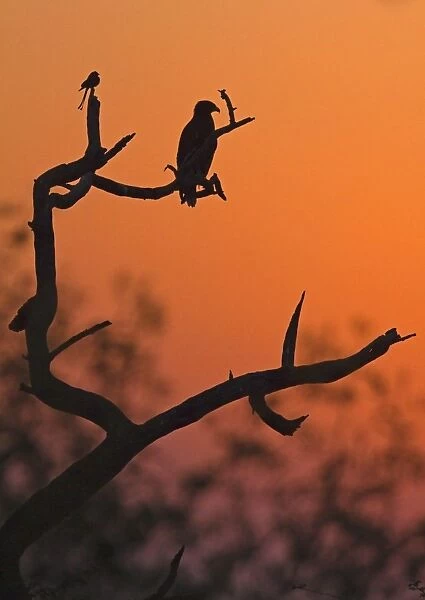 Greater Spotted Eagle (Aquila clanga) and Black Drongo (Dicrurus macrocercus) perched on branches, silhouetted at sunset, Northern India, january