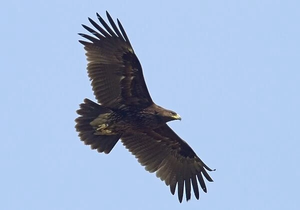 Greater Spotted Eagle (Aquila clanga) immature, first winter plumage, in flight, Northern India, january