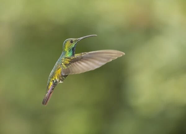 Green-breasted Mango (Anthracothorax prevostii) adult male, in flight, Costa Rica, March