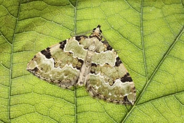 Green Carpet (Colostygia pectinataria) adult, resting on leaf, Powys, Wales, july