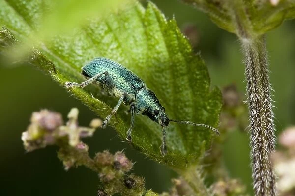 Green Nettle Weevil (Phyllobius viridiaeris) adult, resting on Stinging Nettle (Urtica dioica) leaf, Priory Water Nature Reserve, Leicestershire, England, june