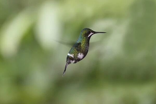 Green Thorntail (Discosura conversii) adult female, in flight, hovering, Costa Rica, february