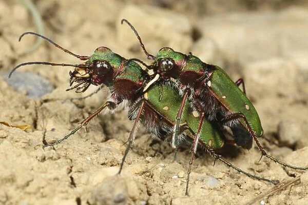 Green Tiger Beetle (Cicindela campestris) adult pair, mating, Pyrenees, Ariege, France, may