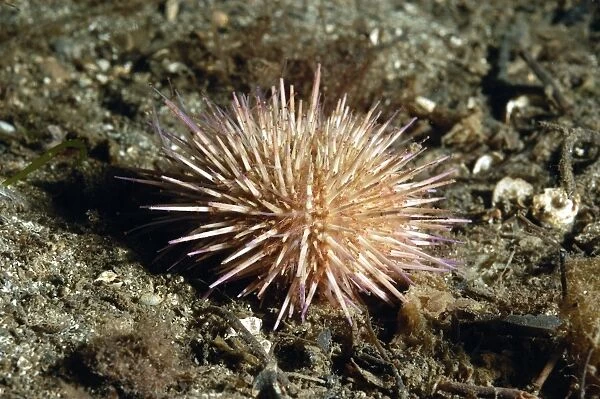 Green Urchin (Psammechinus miliaris) adult, with tentacles extended, in sea loch, Loch Carron, Ross and Cromarty