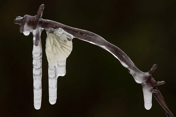 Green-veined White Butterfly (Pieris napi) adult, frozen in icicles on barbed wire, Sheffield, South Yorkshire, England, december