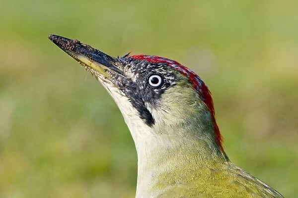 Green Woodpecker (Picus viridis) adult female, close-up of head, with dirty beak from digging in ground, Suffolk, England, october