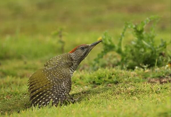 Green Woodpecker (Picus viridis) juvenile, stretching wing, standing on grassy field in rain, Norfolk, England, august