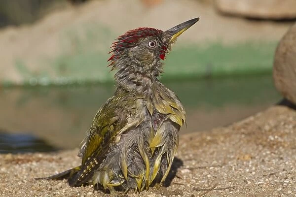 Green Woodpecker (Picus viridis sharpei) adult male, with wet plumage after bathing, Northern Spain, july