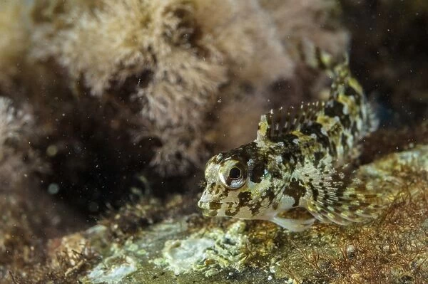 Grey Blenny (Paralipophrys trigloides) adult, Follonica, Gulf of Follonica, Grosseto Province, Tuscany, Italy, August