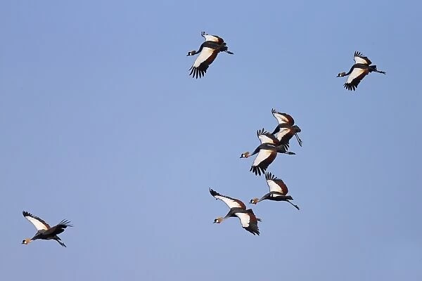 Grey Crowned-crane (Balearica regulorum) seven adults, in flight, South Luangwa N. P. Zambia, June