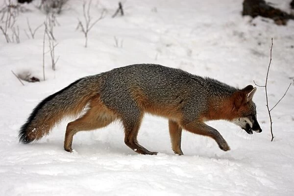 Grey Fox (Urocyon cinereoargenteus) adult, walking on snow, Montana, U. S. A. winter (captive)