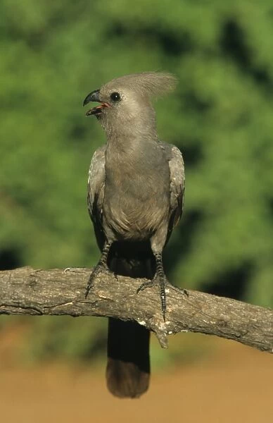 Grey Go-away-bird (Corythaixoides concolor) adult, calling, perched on branch, South Africa