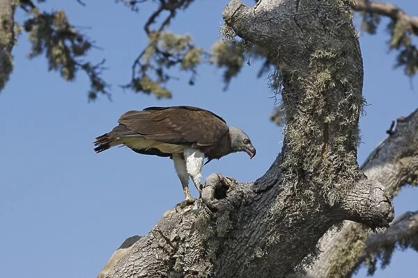 Grey-headed Fish-eagle (Ichthyophaga ichthyaetus) adult, feeding on fish catch, perched in tree, Bundala N. P
