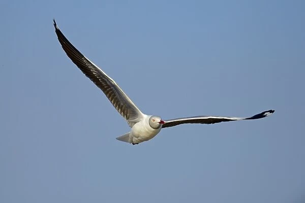 Grey-headed Gull (Chroicocephalus cirrocephalus) adult, breeding plumage, in flight, Chobe River, Chobe N. P