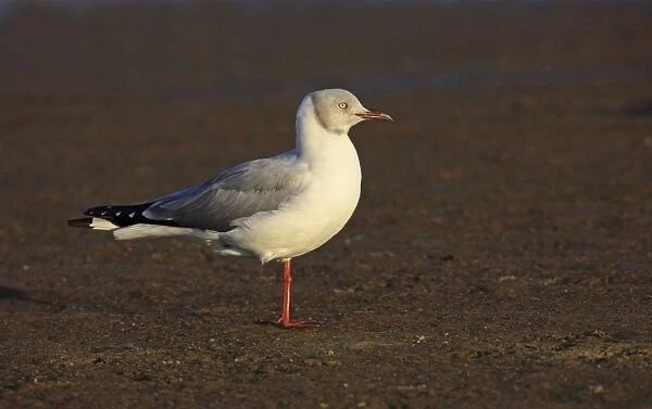 Grey-headed Gull (Chroicocephalus cirrocephalus) adult, breeding plumage, standing on one leg in late afternoon