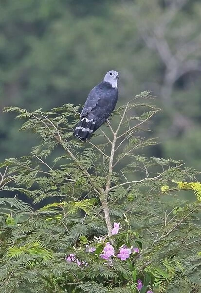 Grey-headed Kite (Leptodon cayanensis cayanensis) adult, perched on treetop, Canopy Tower, Panama, November