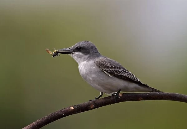 Grey Kingbird (Tyrannus dominicensis dominicensis) adult, with wasp prey in beak, perched on branch, Cayo Coco